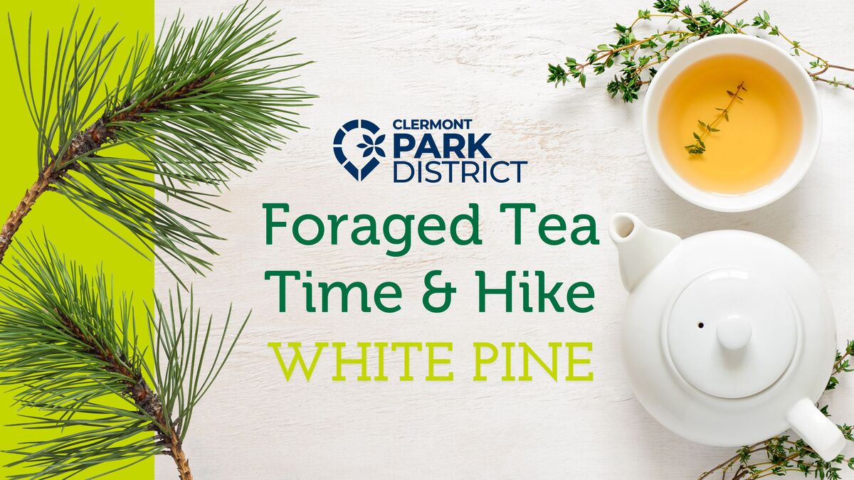 Foraged Tea time and Hike